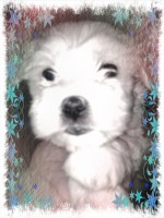 /album/galleria-foto-homepage/pizap-com13695190463851-jpg/