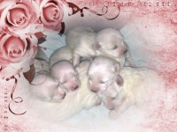 /album/galleria-foto-homepage/pizap-com13695215971421-jpg/