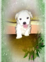 /album/galleria-foto-homepage/pizap-com13695217359082-jpg/