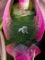 /album/galleria-foto-homepage/lola-jpg/